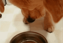 鏟屎官剛把魚掛在院子里，一回頭髮現狗子竟……-頭條楓林網