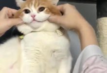 主人隨意捏了一下貓咪的臉，發現有點不對勁，這臉是橡皮泥做的？-頭條楓林網