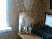 喵星人版笨豬JUMP！鏟屎的救駕！-頭條楓林網