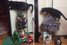 「跳蛙」名不虛傳！黑貓每次路過廚房一定用「跳」的-頭條楓林網