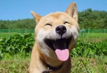 你微笑的時候,世界是明媚的!-頭條楓林網