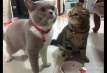 網友的手機眼看就掉到地上，貓咪竟用爪子給勾住了，速度好快啊！-頭條楓林網