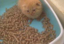 主人在網上買了貓砂，到家給小橘貓試的時候，看了一眼，立馬笑噴-頭條楓林網