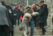 男子抱著100多斤的狗狗爬下泰山-頭條楓林網