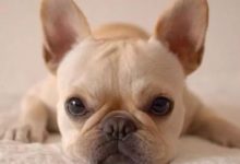 當了這麼久鏟屎官，你可知道汪星人能看到幾種顏色？-頭條楓林網