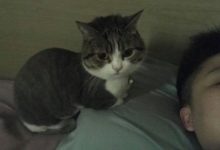 網友說，他的貓每天就這樣看著他看著他看著他，直到他起床-頭條楓林網