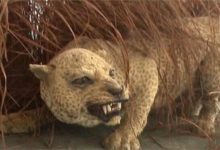 這是唯一一種被革命革死的動物！-頭條楓林網