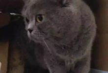 領養了一隻藍貓，3個月後生了5隻小奶貓，主人一看樂壞了！-頭條楓林網