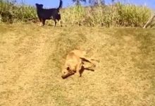 冬天只要一出太陽，帶狗狗出去溜達都成了這幅可怕的場景-頭條楓林網