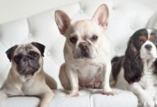 狗狗不能吃的15種東西，新手們一定要注意哦-頭條楓林網