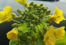 2018新春自駕遊第七天～開始返程紅色遊，路過炎帝抵達井岡山-頭條楓林網