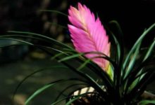 此花比綠蘿還好養，觀賞價值更高，花開數月不謝，是養花盆栽佳品-頭條楓林網