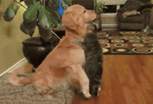 春節出去嗨翻天，家裡的萌寵怎麼辦？-頭條楓林網