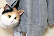 現實的敲可愛貓袋-頭條楓林網