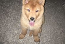 閨蜜送給我一隻小狗，還說這是薩摩耶，可是仔細看看怎麼不對勁呢？-頭條楓林網