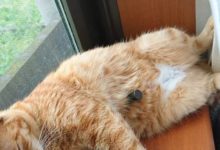 日推上的「驚心動魄的寵物睡姿大賽」，畫風略詭異-頭條楓林網