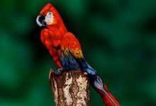 將女人變成一隻鸚鵡-頭條楓林網