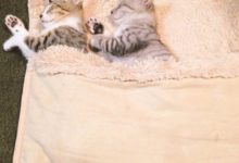 從小到大都睡在主人的加熱足套里，你倆可暖和了想過鏟屎的感受沒？-頭條楓林網