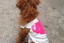 偶遇一隻流浪泰迪，渾身髒兮兮，帶回去洗澡美容後竟華麗逆襲！-頭條楓林網