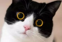 這隻銅鈴眼呆萌貓，活脫脫一個行走的表情包，我想抱回家-頭條楓林網