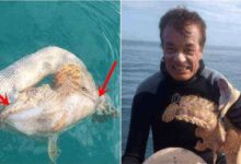 釣到一條咬著魚的蛇，覺得奇怪扔回海裡，沒想到救了自己一命！-頭條楓林網