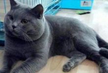 藍貓懷孕生了4隻小奶貓，朋友看到其中一隻，笑著扶牆走！-頭條楓林網