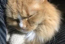 跨年的貓咪睏得不行，溜溜睡足了大年初一-頭條楓林網