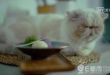 網劇有貓在有第二季嗎 有貓在女主麥麥是誰演的王京莉個人資料-頭條楓林網