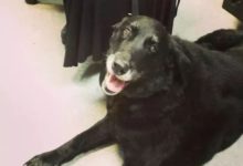 10年前「死去的」狗狗，10年後奇蹟歸來，年老的它依然記得一切……-頭條楓林網