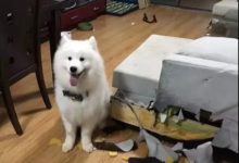 薩摩耶和沙發，五百年前可能是死對頭！-頭條楓林網