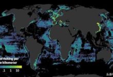 《科學》最新報道：全球公海捕魚，亞洲主導，中國居首-頭條楓林網