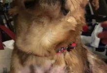 這隻狗狗被硫酸嚴重燒傷，很幸運它找到了一個愛它的家庭！-頭條楓林網