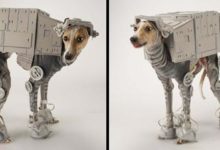 一隻像在拍科幻大片的狗-頭條楓林網