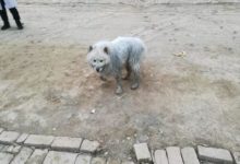 主人只離開視線五分鐘！薩摩耶掉糞坑裡了，燉都沒法燉了-頭條楓林網