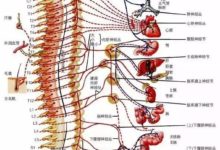 晨起瑜伽，活動一下脊柱，保持年輕的秘訣！-頭條楓林網