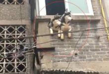 鄰居養了兩隻哈士奇，它們天天都在陽台張望，真是二貨啊-頭條楓林網