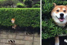 以前火爆網路的「洞中三柴」成了其它狗狗的大眾情人，爭著去看！-頭條楓林網