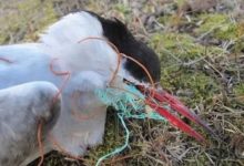 它是全世界對愛情最忠貞的生物！可是卻被發現死在海灘上，死因讓人痛心！-頭條楓林網