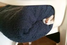 南方人凍沒凍死我不知道，南方的貓估計是快凍死了！-頭條楓林網