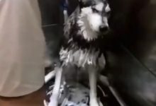 主人正享受給安靜的二哈洗澡，不料下一秒畫風突變不忍直視-頭條楓林網