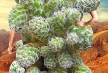 假想時裝秀，想像力太豐富了-頭條楓林網