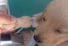 一隻招財的大金毛，以前拋棄它的主人要後悔哭了-頭條楓林網