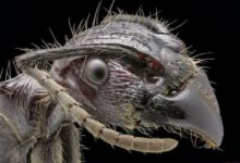 世界上體形最大的子彈蟻，2.5厘米它的毒可以對付一頭大象！-頭條楓林網