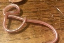 神似蚯蚓的小蛇，完全不敢咬人！-頭條楓林網