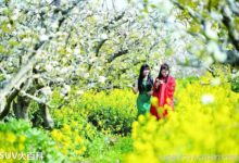 搖不到號，還被限行，選擇以下幾款純電SUV，這些統統不是事兒-頭條楓林網