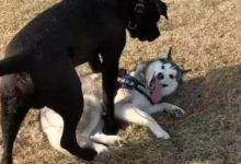 哈士奇遇上卡斯羅，只用了一點點演技就躲過了挨打！-頭條楓林網