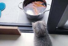 喵星人想要吃水桶里的魚，可卻遲遲下不了口，知道真相後主人笑翻！-頭條楓林網