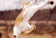 慢鏡頭欣賞貓咪如何空中轉身，簡直不要太帥-頭條楓林網