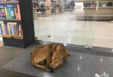 這隻流浪狗因偷了1本書，而改變了自己的命運！-頭條楓林網
