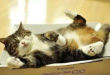 貓咪觀察箱子很久，覺得能進-頭條楓林網